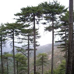 Pinus nigra corsicana